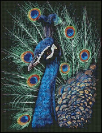 (image for) The Peacock
